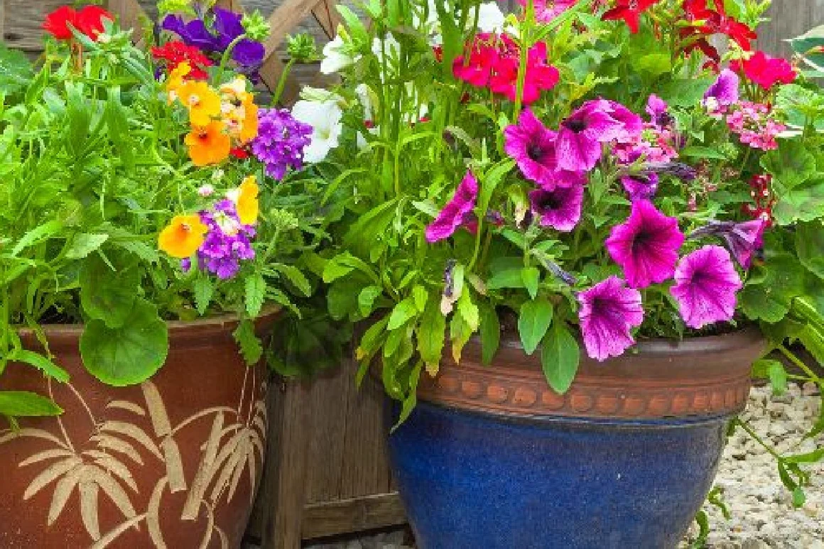 Bunte Blumen in Töpfen
